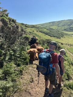 Fortunately there was a way round, and the cows were very docile!